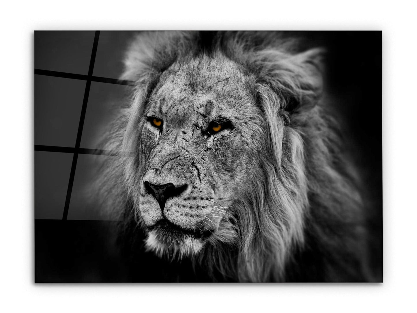 Savaşçı Aslan Cam Tablo – Sarı Gözlü ve Yaralı Aslan Tablosu - Ev Ofis Dekorasyonu