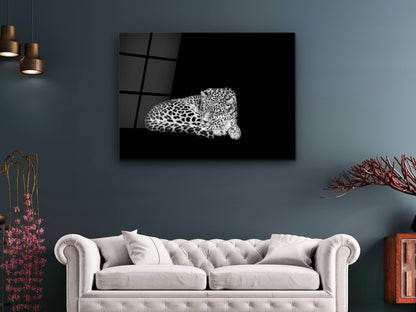 Uyuyan Leopar Cam Tablo – Siyah Beyaz Minimalist Hayvan Tablosu